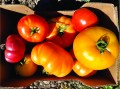 tomato